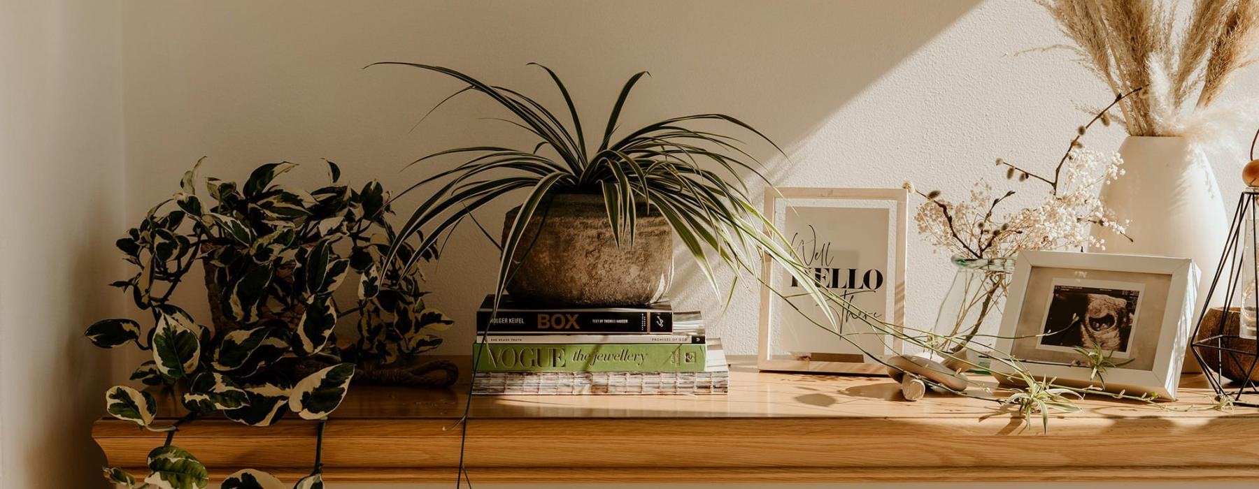 bureau top decorated with potted plants, books and framed pictures